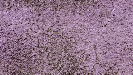 Obraz premium Close-up of an old painted purple concrete wall with rough texture, peeling paint, uneven and grungy surface for construction backgrounds. 