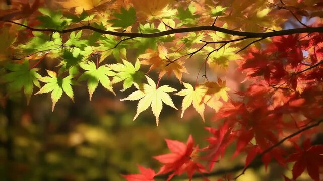 Hojas de arce en oto&ntilde;o mostrando una hermosa transici&oacute;n de colores vibrantes bajo la luz del sol.