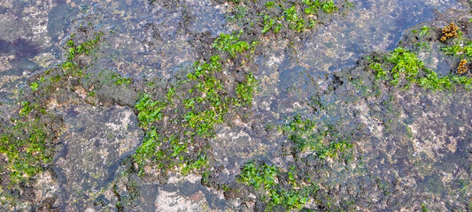 Beautiful Bright Green moss grown up cover the rough stones and on the floor in the beach	
