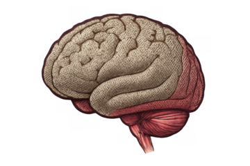 Human brain showing vintage scientific anatomy, a thought, memory, and neurology concept on a transparent background