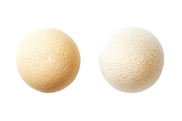 Comparison of Two Yeast Cells PNG