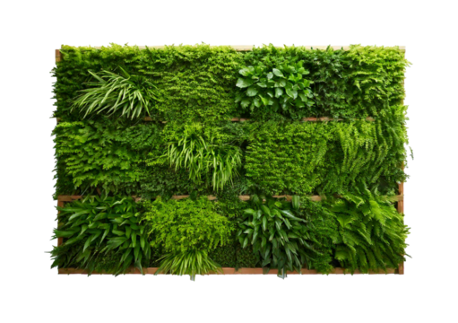 Green plant wall panel isolated on a transparent or white background