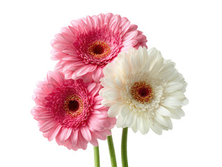 Three pastel pink and white gerbera daisies
