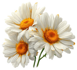 Close-up of three white daisies with orange centers