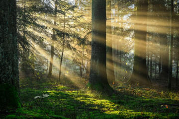 Beautiful sunny morning in green forest