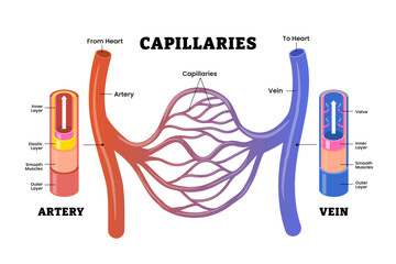 Blood vessels network structure with artery and vein that carry blood from heart. Capillaries connect the arterioles and venules. Circulatory system. flow diagram cardiovascular. Vector illustration.