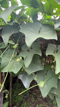 chayote plant