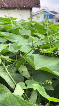 chayote plant
