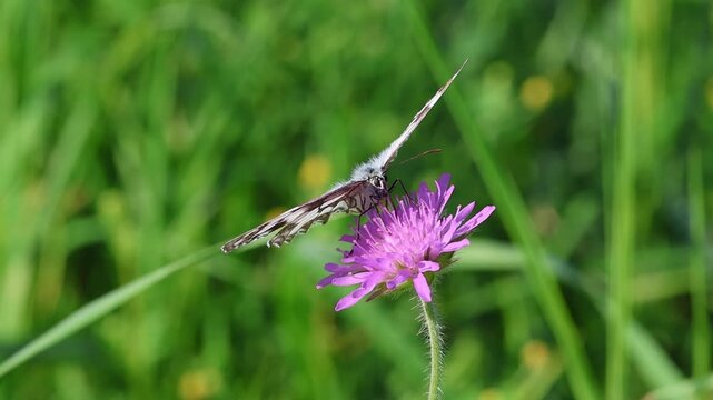 melanargia galathea the marbled white butterfly on a scabiosa blossom