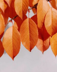 Premium Autumn Leaves Warm Red and Beige Tones, Bokeh Background for Inspiring Seasonal Marketing Content