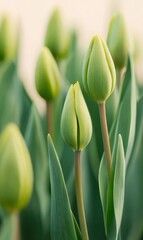 Premium Botanical Spring Tulips Inspiring Greenwood Floral Pattern for Serene Nature Marketing and Design Content