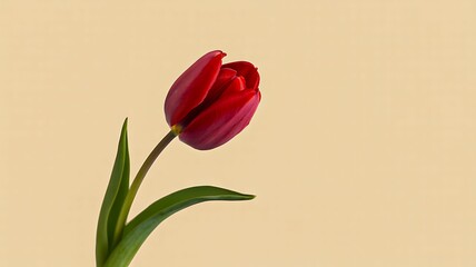 Fototapeta premium Single red tulip flower isolated on beige background with green stem