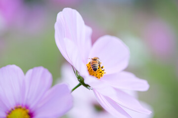 Obraz premium コスモスと蜂