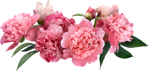 Bouquet of pink peony flowers isolated on transparent background