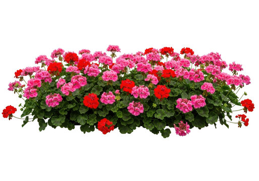 Vibrant red and pink geranium flowers blooming abundantly isolated on transparent background