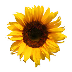 Bright yellow sunflower head isolated on transparent background