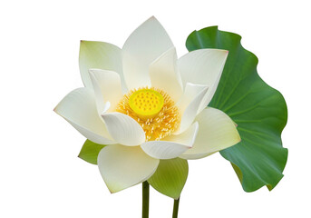 Beautiful white lotus flower with vibrant yellow center isolated on transparent background