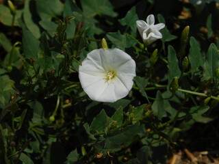 Bindweed, or Convolvulus white flower on a beach in Attika, Greece