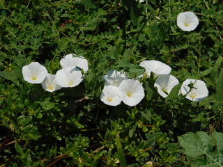 Bindweed, or Convolvulus white flowers on a beach in Attika, Greece