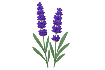 Naklejka premium Two vibrant purple lavender sprigs with green leaves, presenting essential oil, aromatherapy, and herbal themes on transparent background
