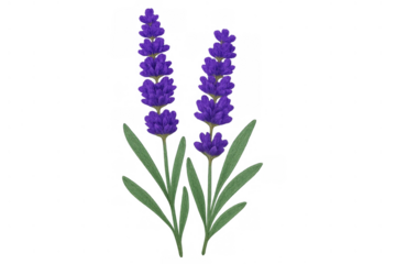 Two vibrant purple lavender sprigs with green leaves, presenting essential oil, aromatherapy, and herbal themes on transparent background