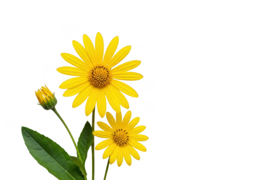 Vibrant yellow daisy flowers and bud isolated on transparent background