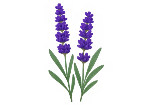 Two vibrant purple lavender sprigs with green leaves, presenting essential oil, aromatherapy, and herbal themes on transparent background