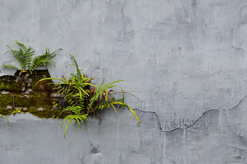 Plaster peeling from a facade wall on a residential building, with a hole letting the brick visible and wild plants on a decayed home needing renovation. grey or gray wall. mossy, moss. copy space.