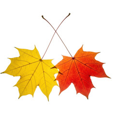 Two colorful maple leaves crossed