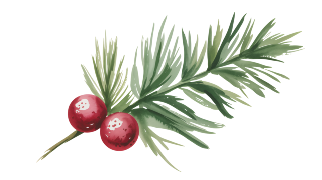 Elegant watercolor pine branch with vibrant red berries for festive holiday design