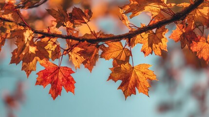 Fototapeta premium Golden autumn maple leaves illuminated by warm sunlight with soft bokeh background