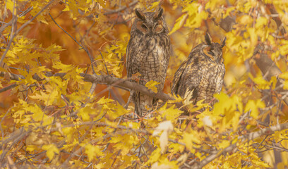 Two Long-eared Owls