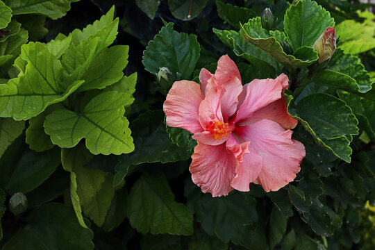 Flor hibiscus rosa-sinensis, com&uacute;nmente conocida como hibisco o rosa de China. M&eacute;xico.
