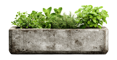 Gray concrete herb planter with various fresh herbs