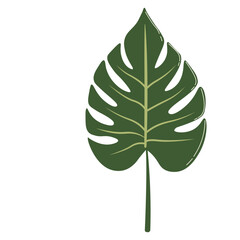 Rich green monstera leaf with bold splits, ideal for tropical, exotic, or luxury-themed digital and print designs.