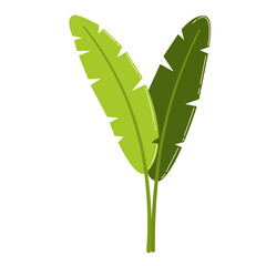 Fresh green banana leaf cluster with gentle curves, suitable for garden, spring, or romantic-themed decoration. © Wisnu