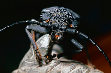 scary black beetle