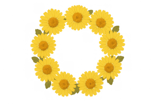Yellow daisy flowers forming a circular wreath frame, vibrant floral spring and summer season concept, transparent background