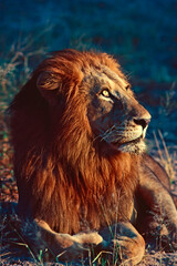 portrait of a male lion