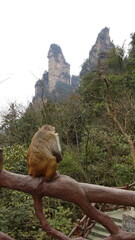 Rhesus macaque, a species of Old World monkey, Monkey sitting with his back turned at the Zhangjiajie National Forest Park in China, Rhesus macaques are local native to Asia and mountains background