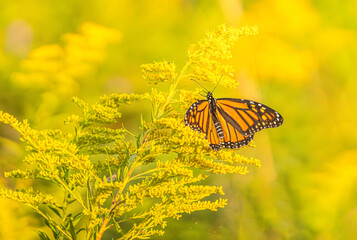 Monarch Butterfly On Goldenrod
