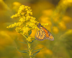 Monarch Butterfly On Goldenrod