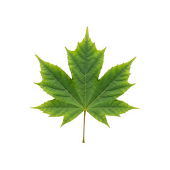 Fototapeta premium Single Green Maple Leaf Isolated on Black Background with Detailed Veins and Serrated Edges