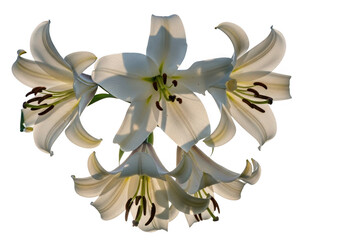 Fototapeta premium Delicate white lilies with prominent stamens isolated on transparent background