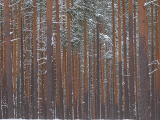 Dense pine forest with snowfall in winter season