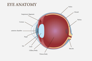Medical diagram illustrating detailed anatomy of the human eye with labeled structures. eps 10