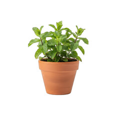 Small Mint Plant In A Terracotta Pot Isolated On A Transparent Background
