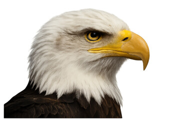 Bald eagle head close-up showing detail of its eye and beak, symbolizing freedom and strength, transparent background