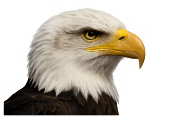 Bald eagle head close-up showing detail of its eye and beak, symbolizing freedom and strength, transparent background