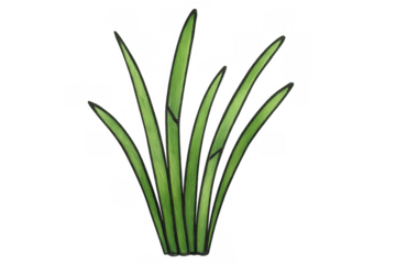 Green grass forming a small isolated tuft, doodle drawing for garden nature lawn elements, transparent background